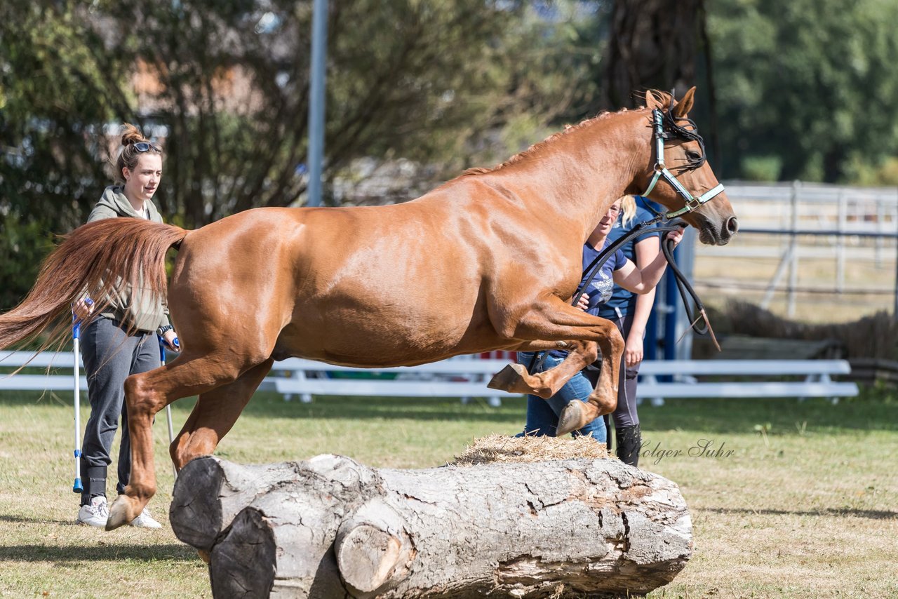 Bild 16 - Pony Akademie Turnier